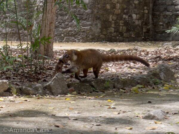 A mother coati carrying her baby in her mouth. The baby was probably about a week old, and too small to walk.