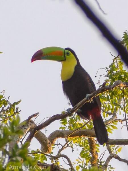 A very colourful toucan high up in the trees in Calakmul Biosphere Reserve.