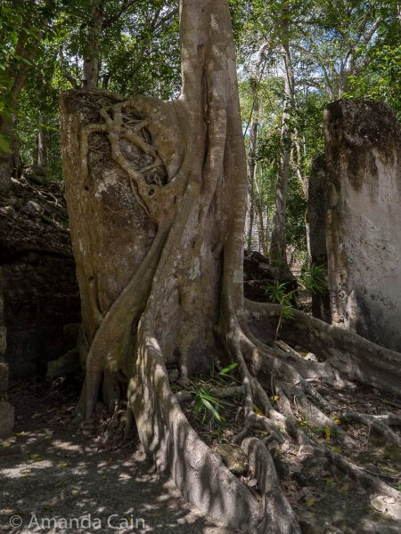A tree wrapped around a carved stone stela and trying to "eat" it.