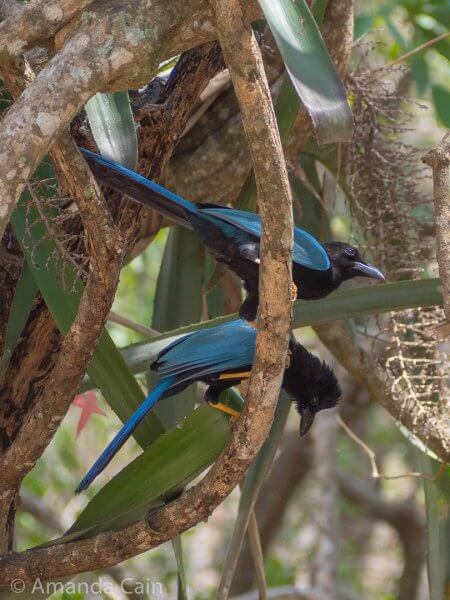 Yucatan jays hanging out around Edzna ruins.
